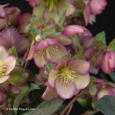 HELLEBORUS CHERISA HELLEBORUS CHERISA