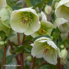 HELLEBORUS MOONDANCE HELLEBORUS MOONDANCE