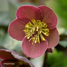 HELLEBORUS PIPPAS PURPLE HELLEBORUS PIPPAS PURPLE