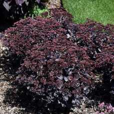 SEDUM BACK IN BLACK SEDUM BACK IN BLACK