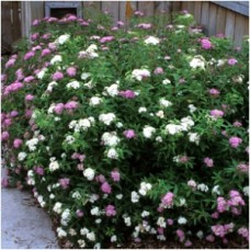SPIRAEA JAP SHIBORI SPIRAEA JAP SHIBORI