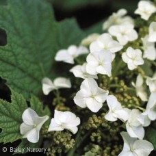 HYDRANGEA QUE SNOW QUEEN HYDRANGEA QUE SNOW QUEEN