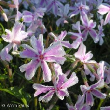 PHLOX SUB CANDY STRIPE PHLOX SUB CANDY STRIPE