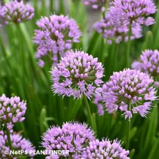 ALLIUM SUMMER BEAUTY ALLIUM SUMMER BEAUTY