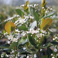 ARONIA MEL AUTUMN MAGIC ARONIA MEL AUTUMN MAGIC