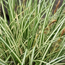 CAREX HAC EVERGOLD CAREX HAC EVERGOLD