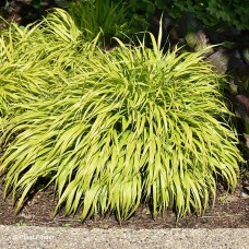 HAKONECHLOA MAC ALL GOLD HAKONECHLOA MAC ALL GOLD