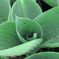 HOSTA ABIQUA DRINKING GOURD HOSTA ABIQUA DRINKING GOURD
