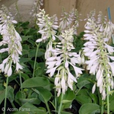 HOSTA BLUE ANGEL HOSTA BLUE ANGEL