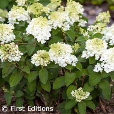 HYDRANGEA PAN LITTLE HOTTIE HYDRANGEA PAN LITTLE HOTTIE