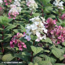 HYDRANGEA PAN LITTLE QUICKFIRE HYDRANGEA PAN LITTLE QUICKFIRE