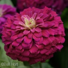 ZINNIA ZESTY PURPLE ZINNIA ZESTY PURPLE