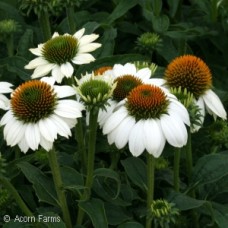 ECHINACEA POWWOW WHITE ECHINACEA POWWOW WHITE