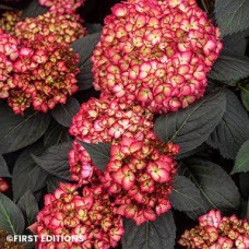 HYDRANGEA MAC ECLIPSE HYDRANGEA MAC ECLIPSE
