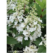 HYDRANGEA PAN PINKY WINKY HYDRANGEA PAN PINKY WINKY