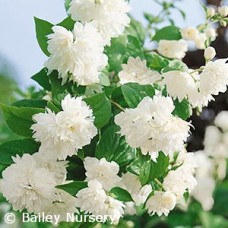 PHILADELPHUS BUCKLEYS QUILL PHILADELPHUS BUCKLEYS QUILL