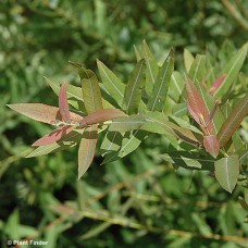SALIX INTEGRA FLAMINGO SALIX INTEGRA FLAMINGO