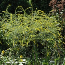 SOLIDAGO RUGOSA FIREWORKS SOLIDAGO RUGOSA FIREWORKS