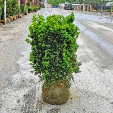 TAXUS MEDIA HATFIELD TAXUS MEDIA HATFIELD