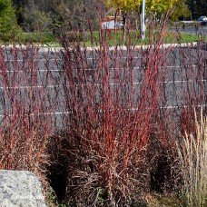 ANDROPOGON GER RED OCTOBER ANDROPOGON GER RED OCTOBER
