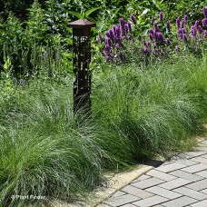 CAREX PENSYLVANICA