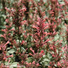 AGASTACHE KUDOS CORAL AGASTACHE KUDOS CORAL
