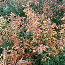AGASTACHE KUDOS MANDARIN AGASTACHE KUDOS MANDARIN