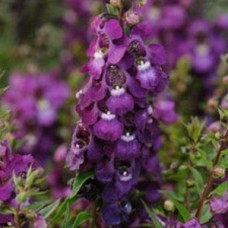 ANGELONIA SERENITA PURPLE ANGELONIA SERENITA PURPLE