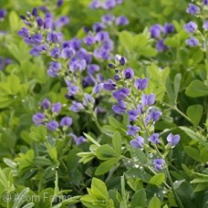 BAPTISIA AUSTRALIS BAPTISIA AUSTRALIS