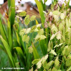 CHASMANTHIUM LATIFOLIUM CHASMANTHIUM LATIFOLIUM