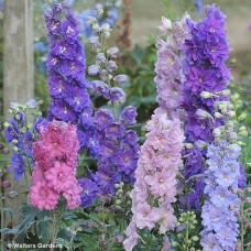 DELPHINIUM MINI STARS DELPHINIUM MINI STARS