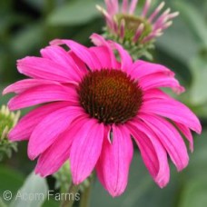 ECHINACEA PURPLE EMPEROR ECHINACEA PURPLE EMPEROR