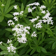 GALIUM ODORATUM GALIUM ODORATUM