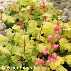 HEUCHERA TIMELESS GLOW HEUCHERA TIMELESS GLOW
