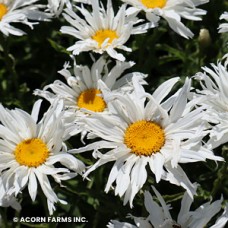 LEUCANTHEMUM SUP SPUN SILK LEUCANTHEMUM SUP SPUN SILK