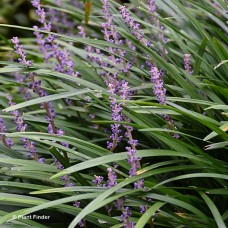 LIRIOPE MUS BIG BLUE LIRIOPE MUS BIG BLUE