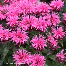 MONARDA BUBBLEGUM BLAST MONARDA BUBBLEGUM BLAST