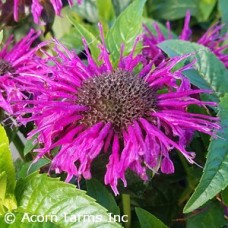 MONARDA ELECTRIC NEON PURPLE MONARDA ELECTRIC NEON PURPLE