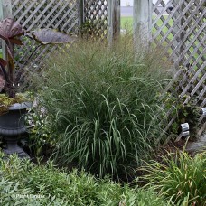 PANICUM VIR APACHE ROSE