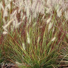 PENNISETUM ALO BURGUNDY BUNNY PENNISETUM ALO BURGUNDY BUNNY
