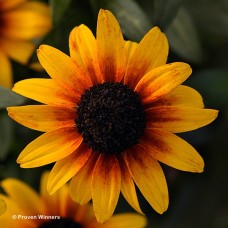 RUDBECKIA SUNTACULAR RUDBECKIA SUNTACULAR