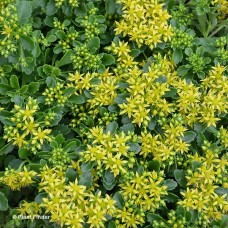SEDUM LITTLE MISS SUNSHINE