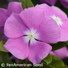 VINCA VALIANT ORCHID
