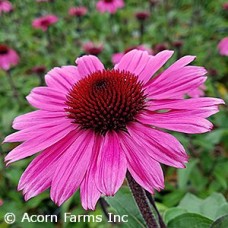 ECHINACEA ROSADA ECHINACEA ROSADA