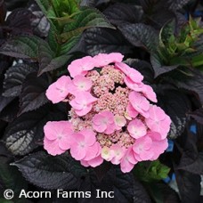 HYDRANGEA SER PINK DYNAMO HYDRANGEA SER PINK DYNAMO