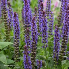 SALVIA NEM VIOLET RIOT SALVIA NEM VIOLET RIOT