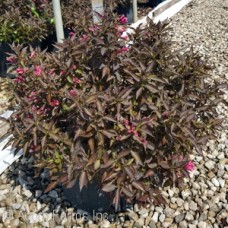 WEIGELA FLO SPILLED WINE WEIGELA FLO SPILLED WINE
