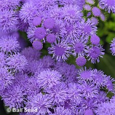AGERATUM MONARCH MAGIC AGERATUM MONARCH MAGIC