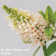 BUDDLEIA DAPPER WHITE BUDDLEIA DAPPER WHITE