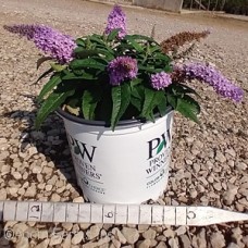 BUDDLEIA PUGSTER AMETHYST BUDDLEIA PUGSTER AMETHYST